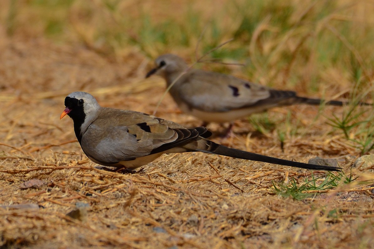 Namaqua Dove - Watter AlBahry