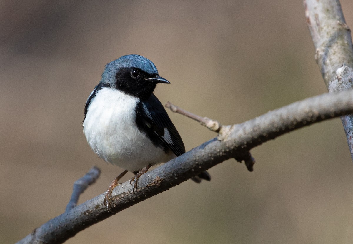 Black-throated Blue Warbler - Suzanne Labbé