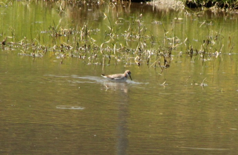 Falaropo Tricolor - ML230159171