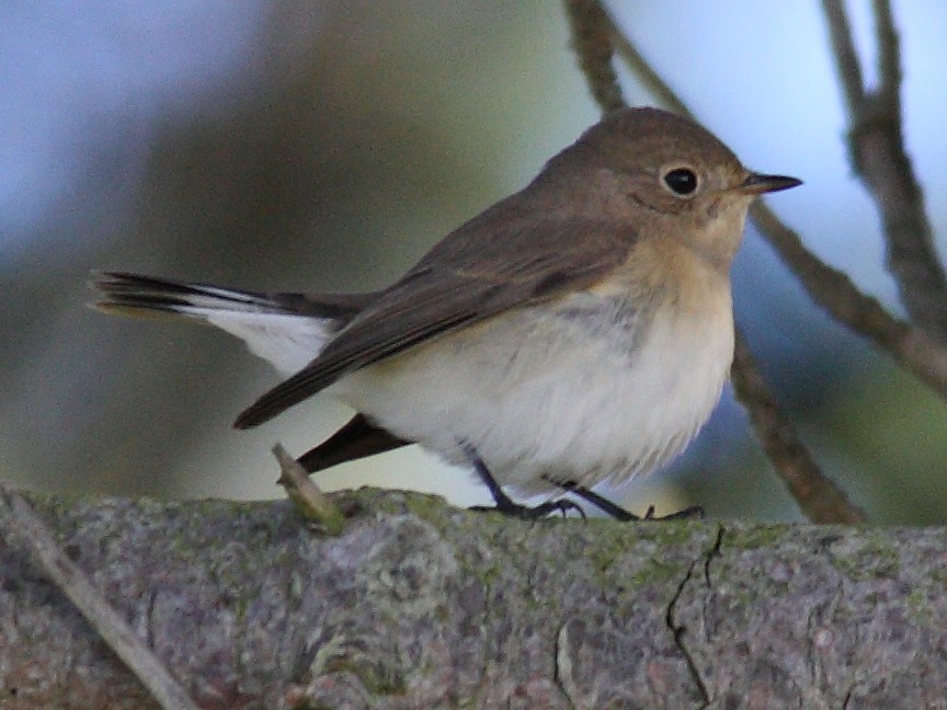 Red-breasted Flycatcher - Anonymous