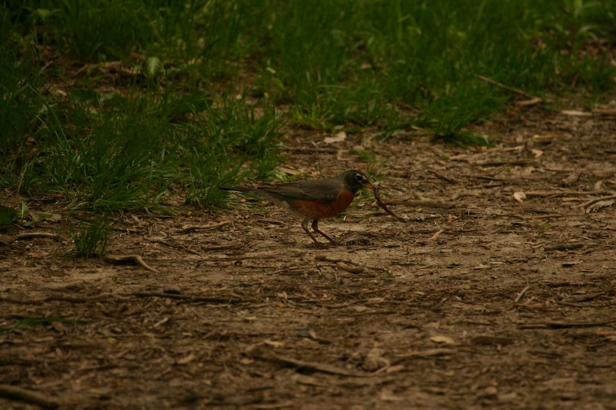 American Robin - ML230159801