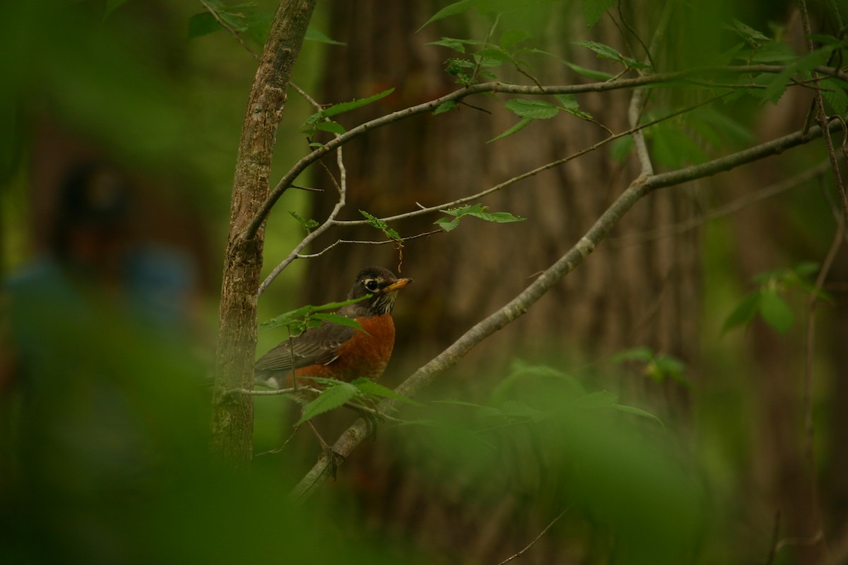 American Robin - ML230159911