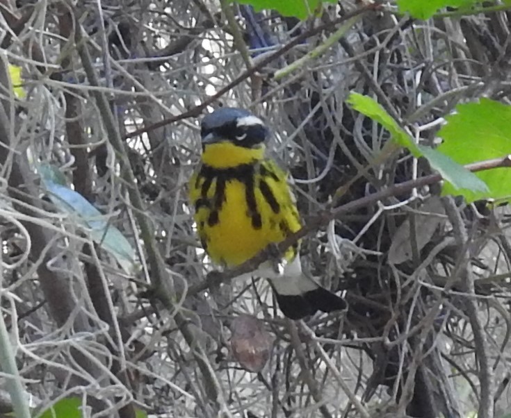 Magnolia Warbler - ML230160781