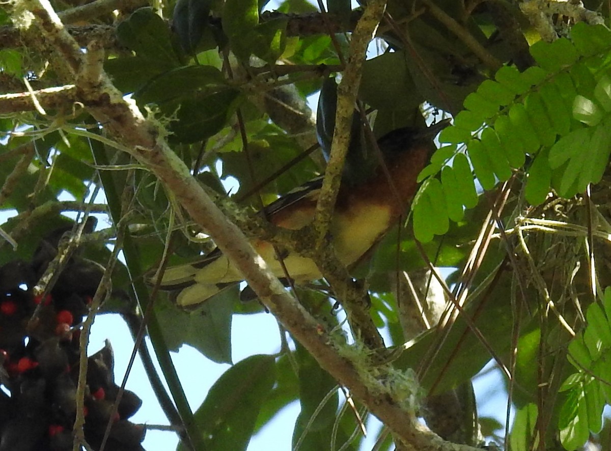 Bay-breasted Warbler - ML230160901