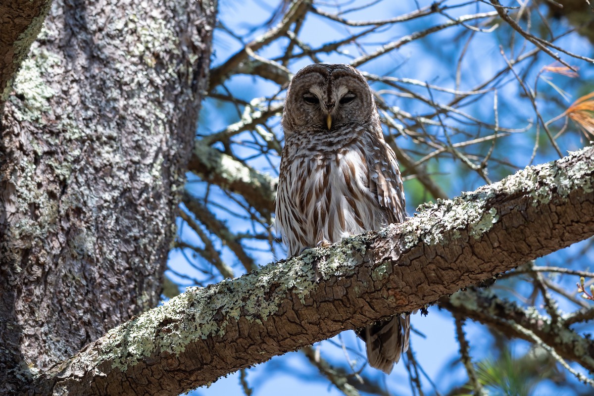 Barred Owl - ML230161041