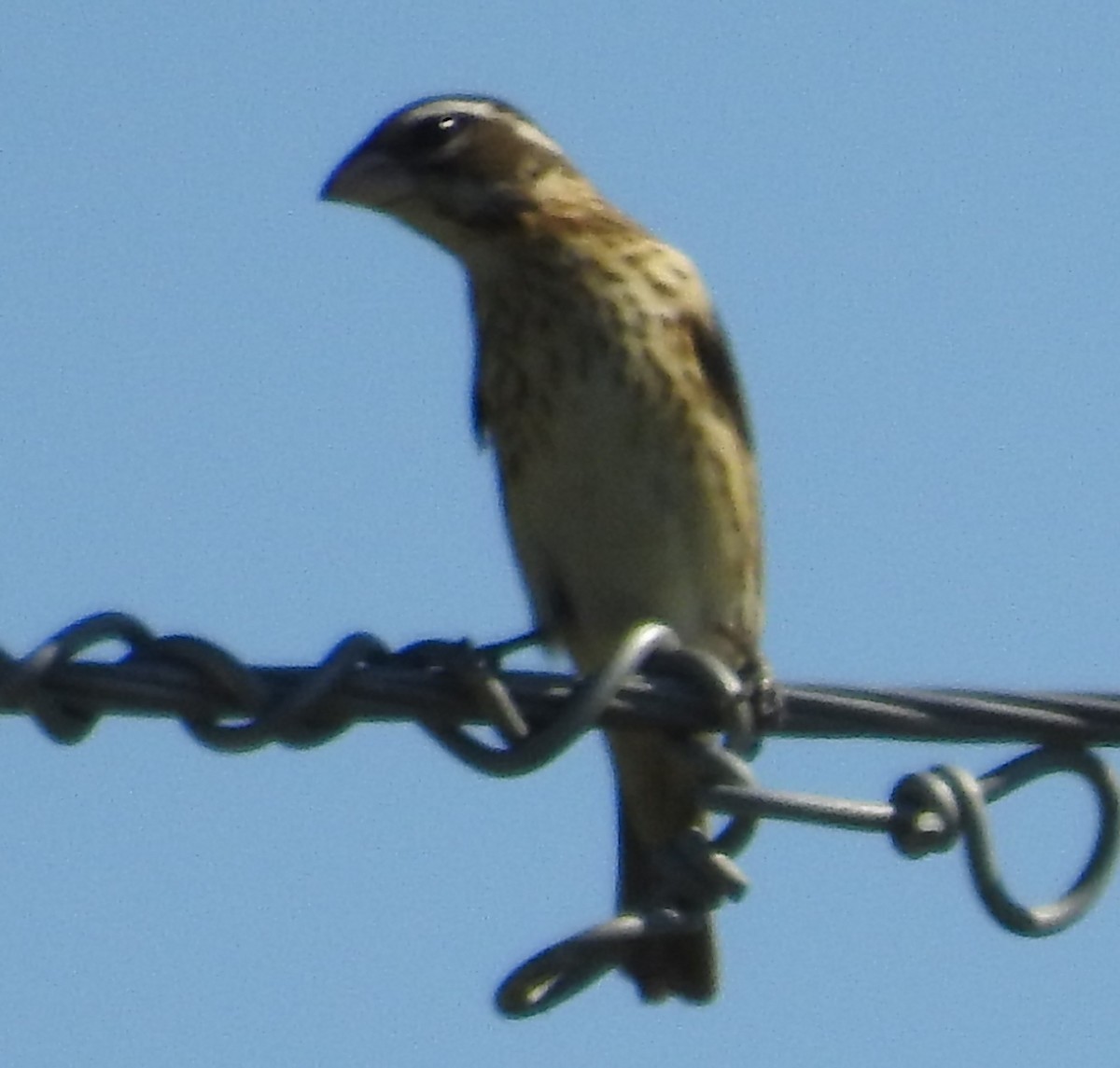 Rose-breasted Grosbeak - ML230161071