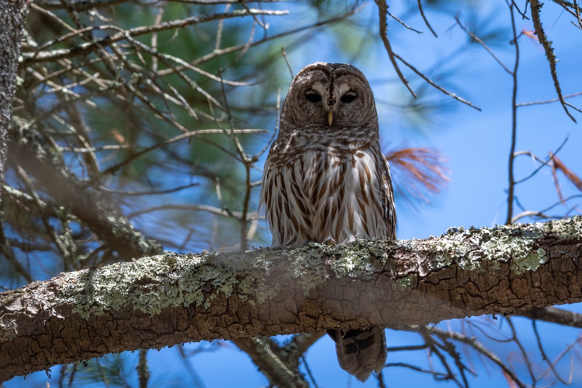 Barred Owl - ML230161091