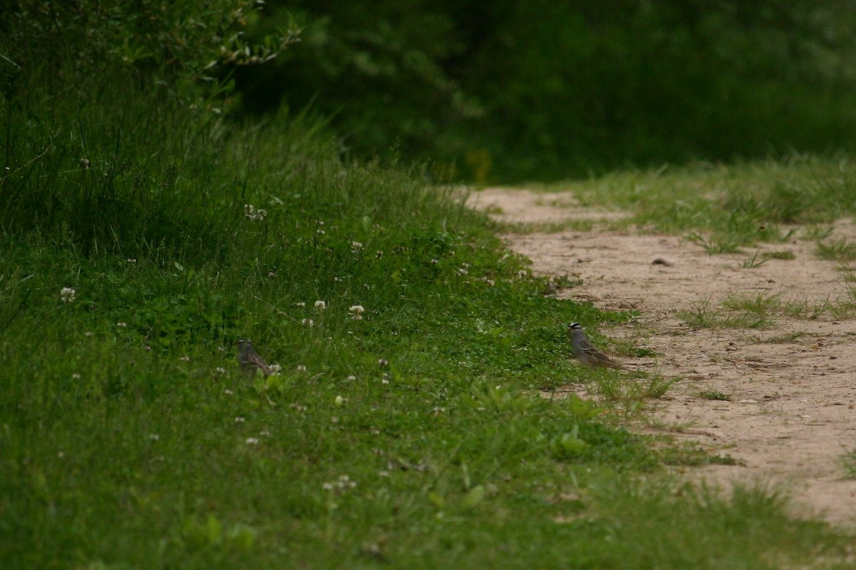 White-crowned Sparrow - ML230161141