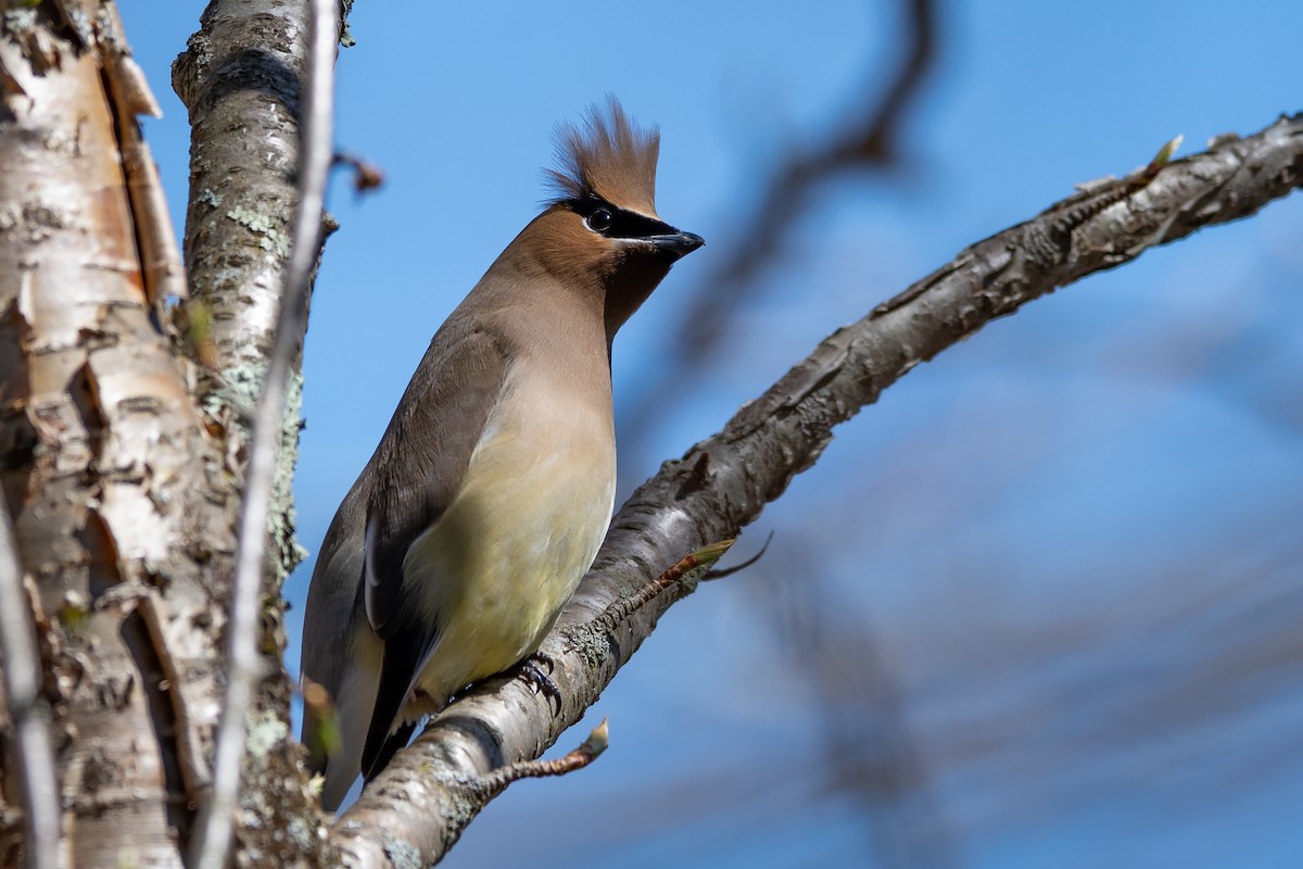 Cedar Waxwing - ML230161191