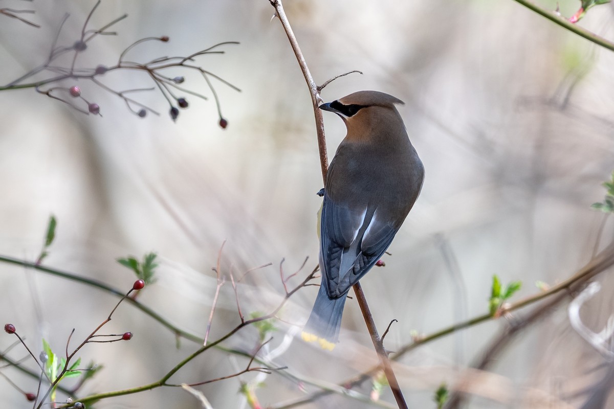 Cedar Waxwing - ML230161211