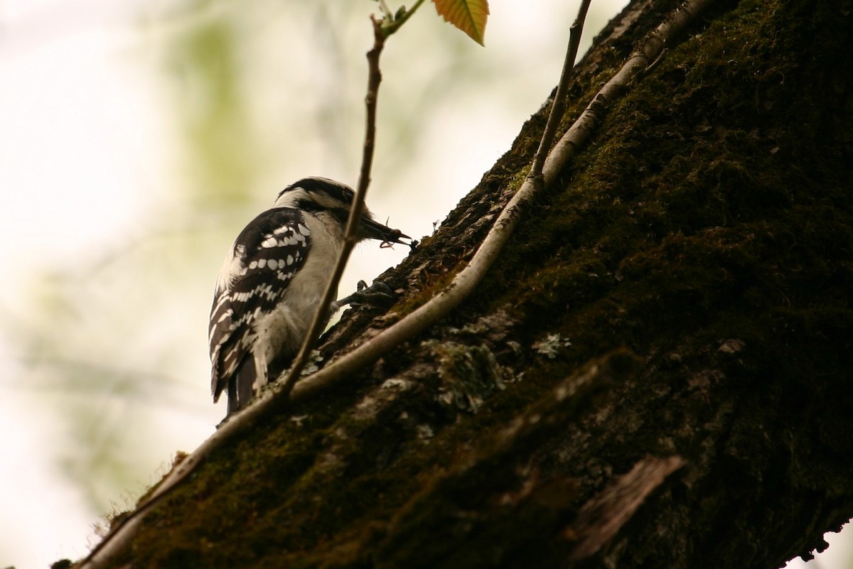 Downy Woodpecker - ML230161311