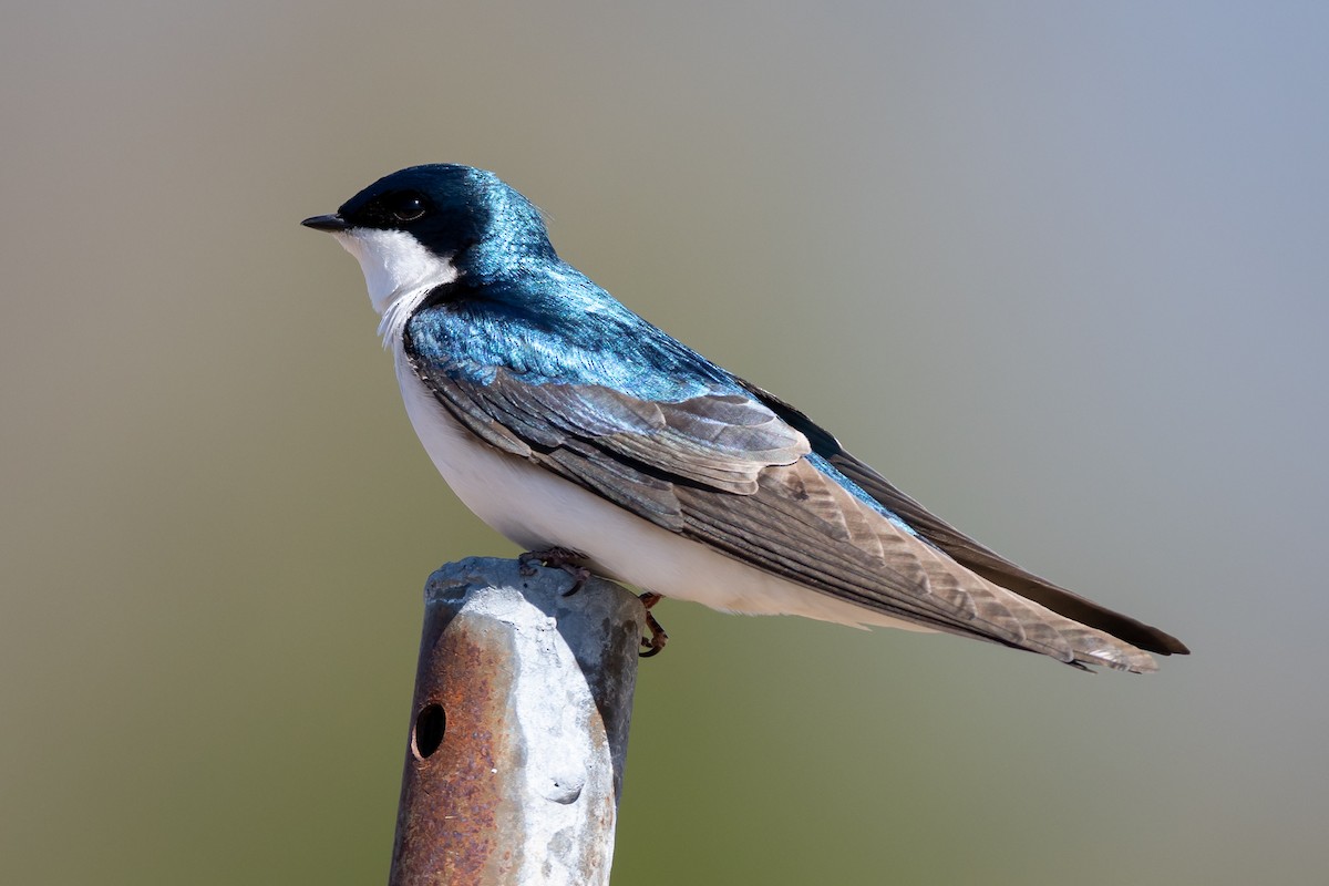 Tree Swallow - ML230161421