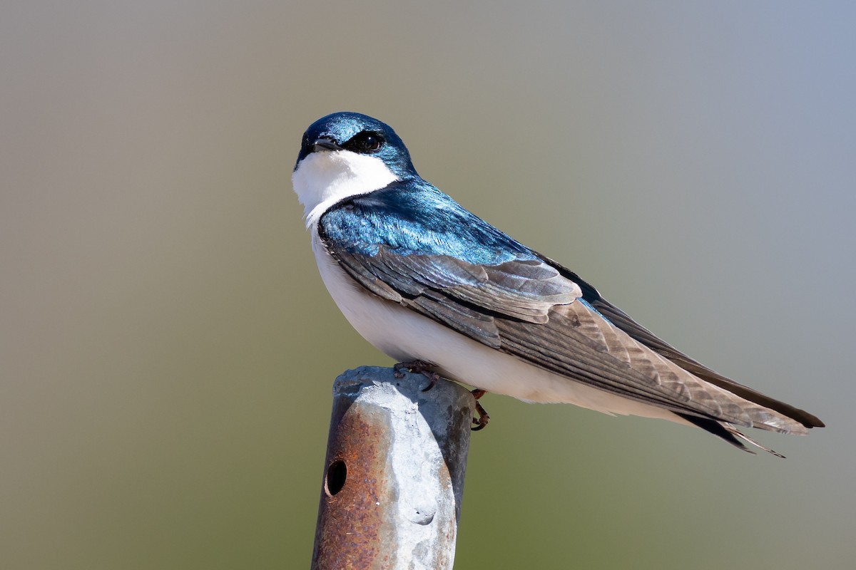 Golondrina Bicolor - ML230161451