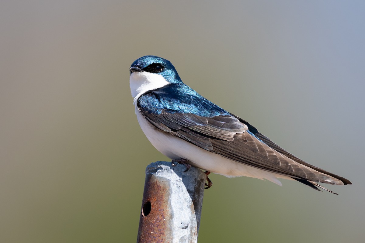 Golondrina Bicolor - ML230161461