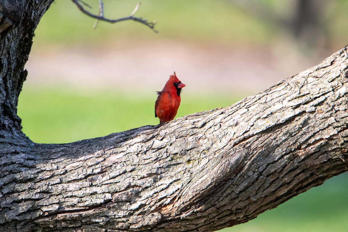 Cardinal rouge - ML230161881