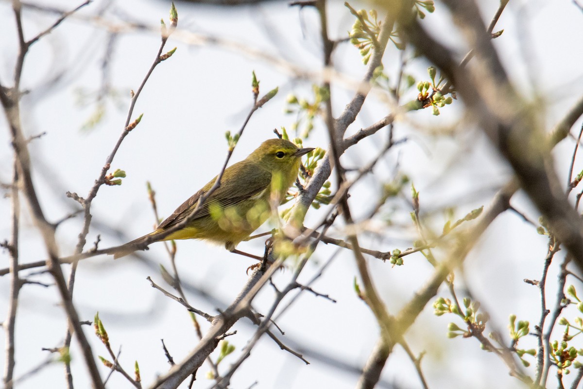 Orange-crowned Warbler - Mark Millard