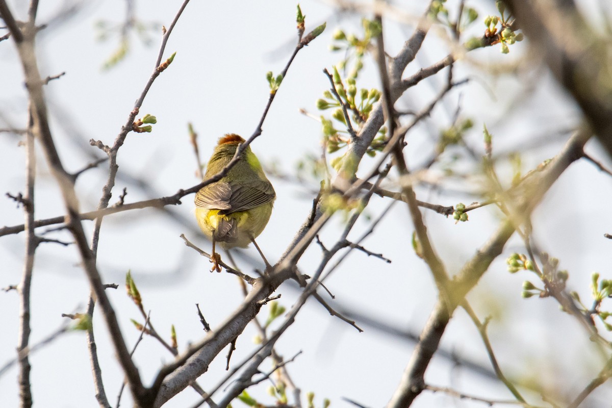 Orange-crowned Warbler - ML230161911