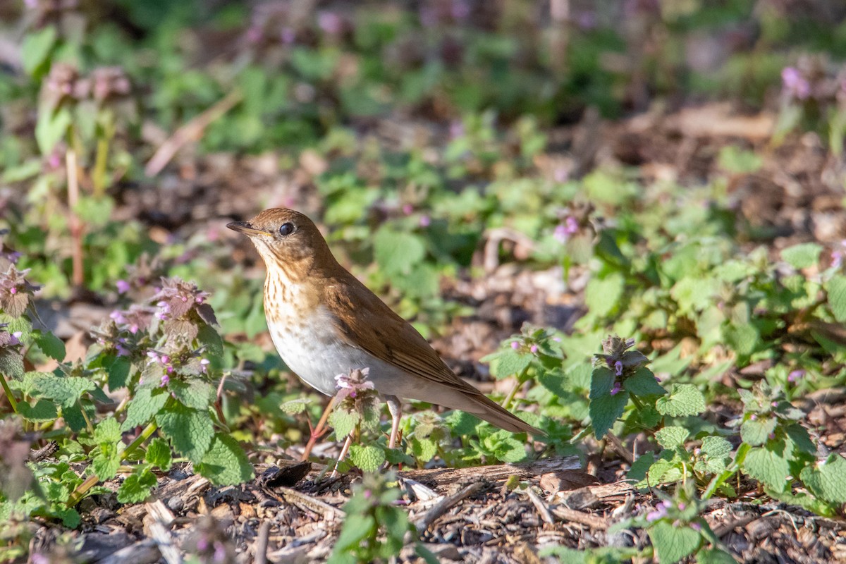 Veery - ML230162021