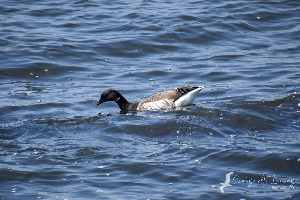 Brant - ML230163421