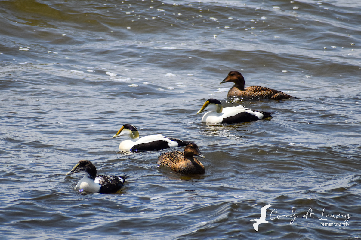 Common Eider - ML230163531