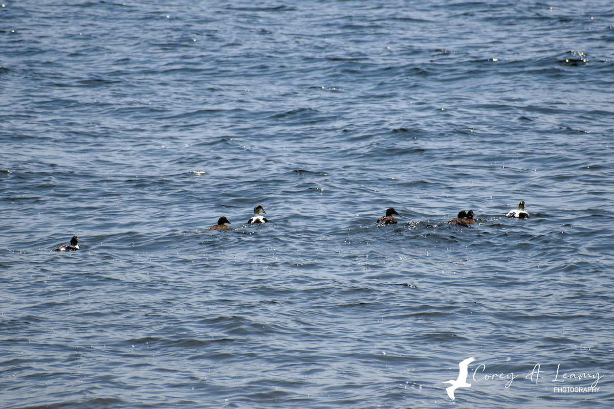 Common Eider - ML230163551