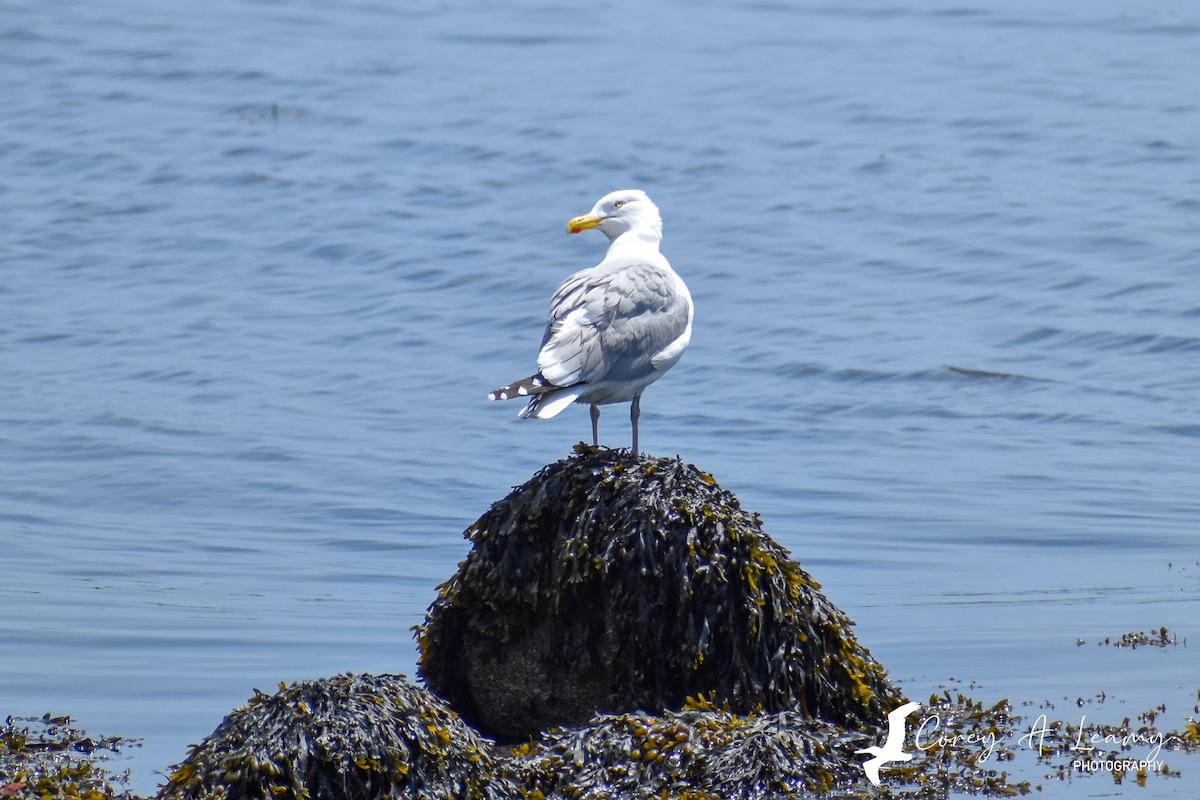 Gaviota Argéntea - ML230163841