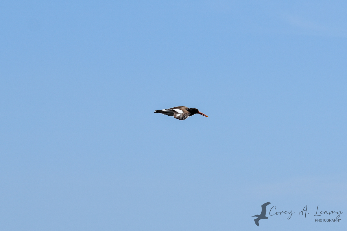 American Oystercatcher - Corey Leamy