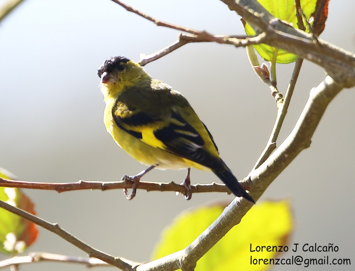 Andean Siskin - ML230163911