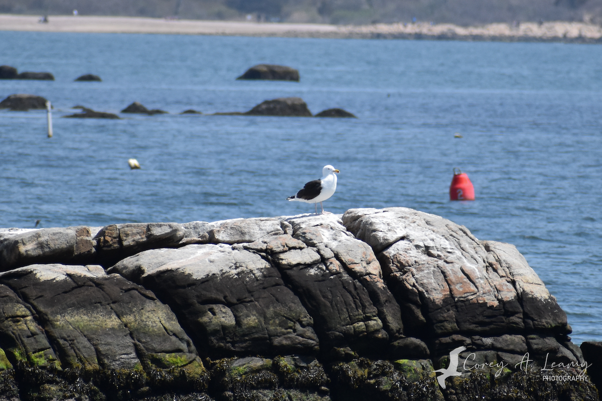 Great Black-backed Gull - Corey Leamy