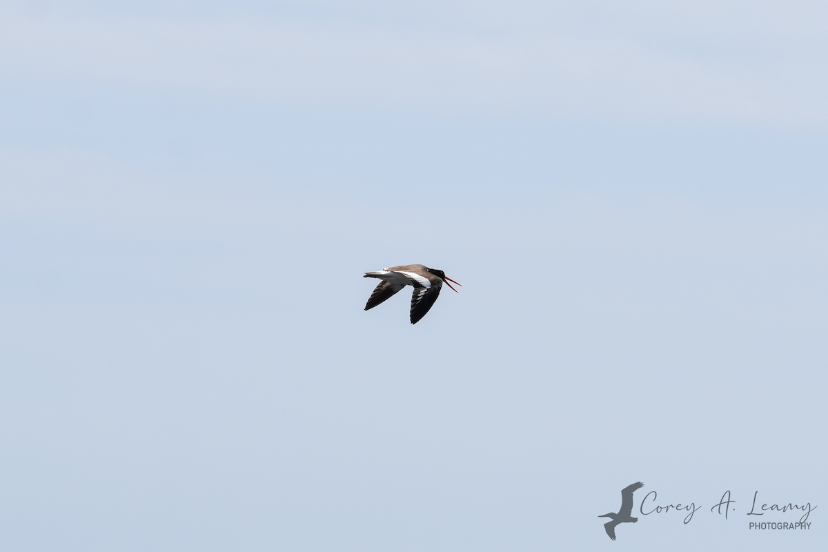 American Oystercatcher - ML230163951