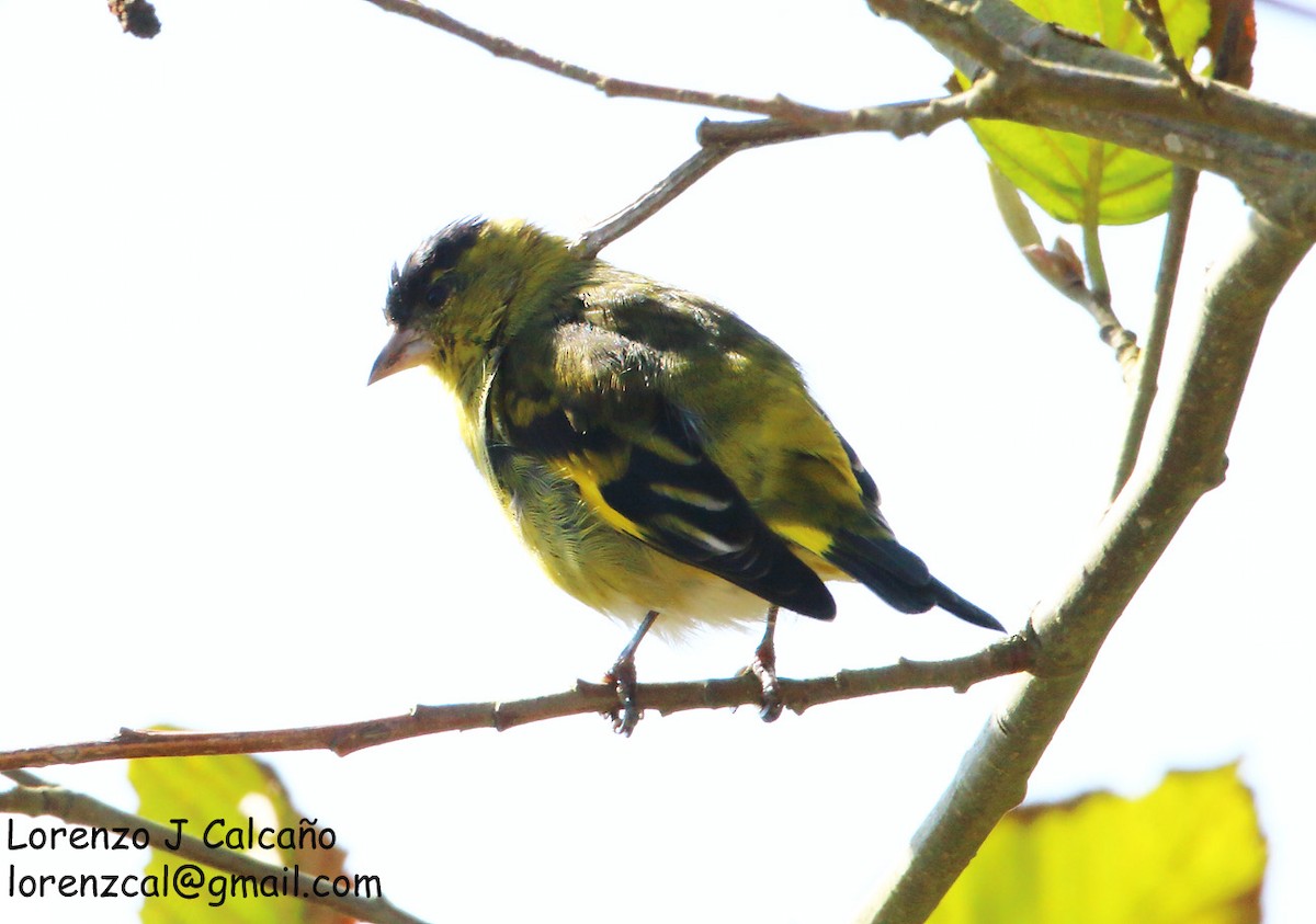 Andean Siskin - ML230164001