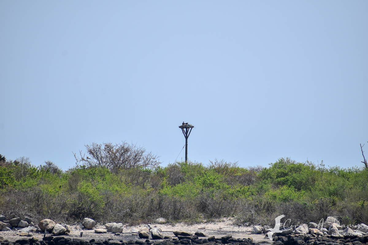 Águila Pescadora - ML230164081