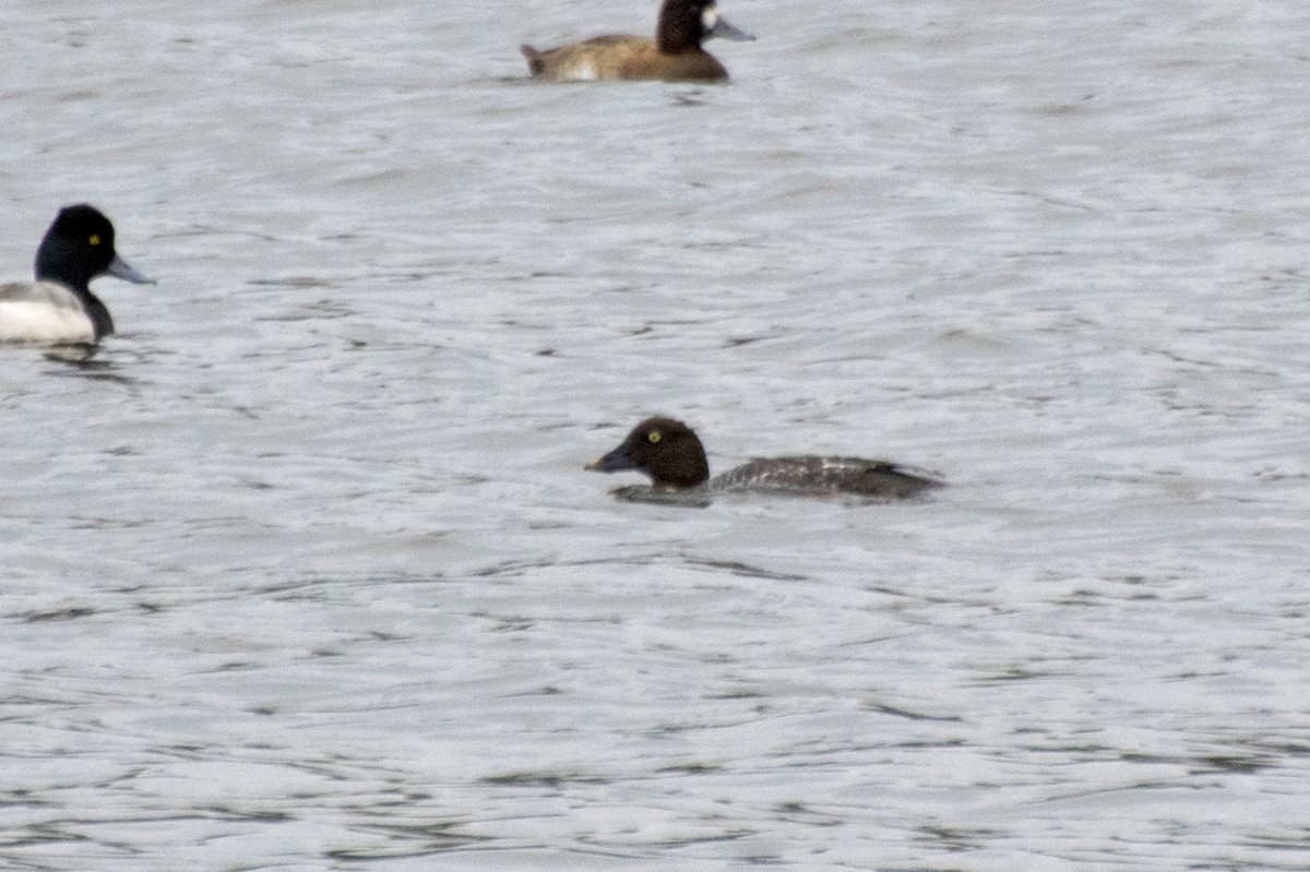 Common Goldeneye - Kaylan Wessels