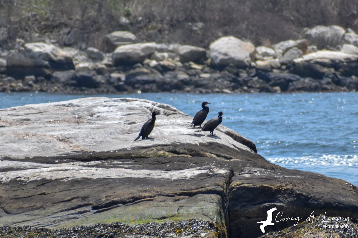 Double-crested Cormorant - Corey Leamy