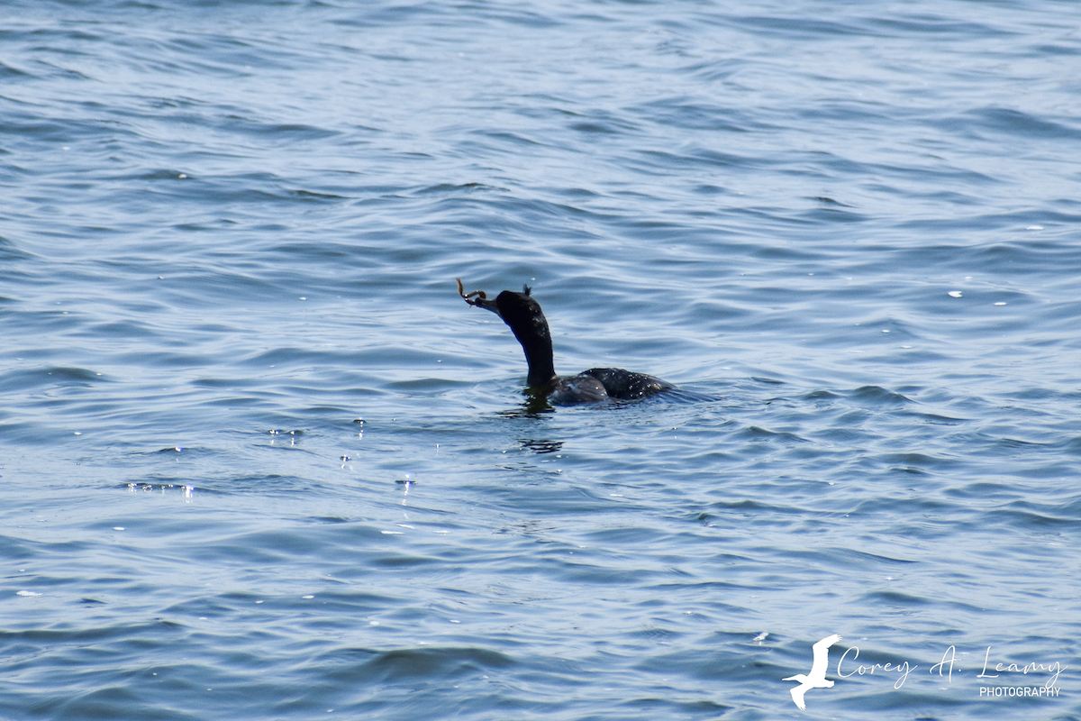 Double-crested Cormorant - ML230164251