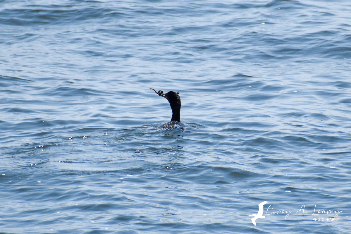 Double-crested Cormorant - Corey Leamy