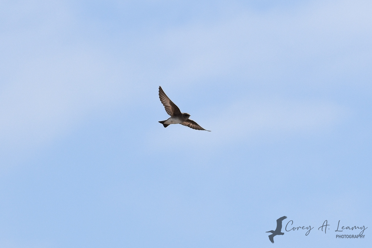 Golondrina Aserrada - ML230164291