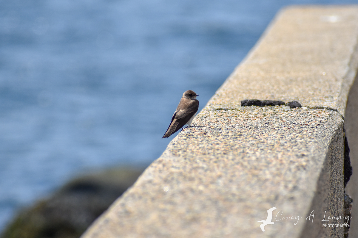 Golondrina Aserrada - ML230164311