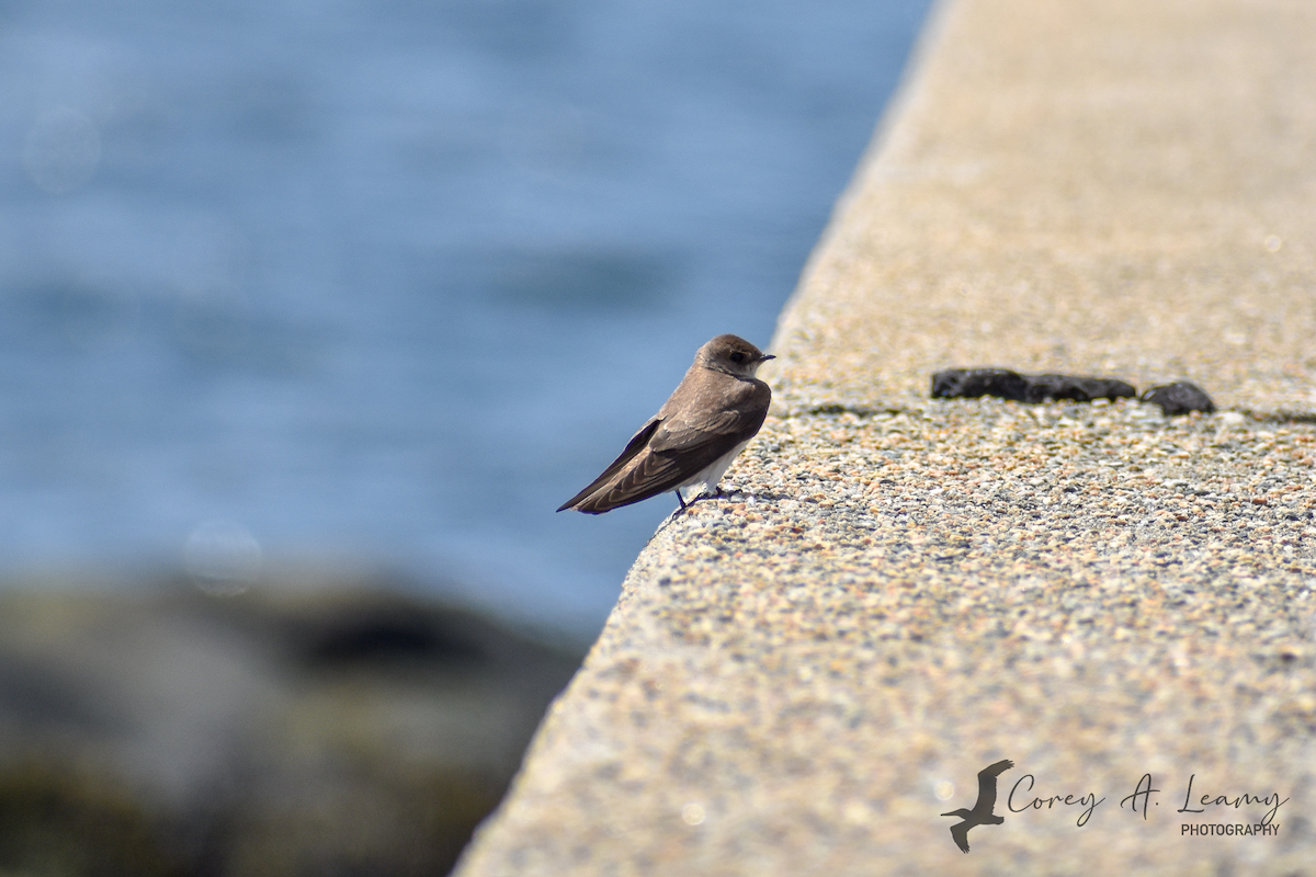 Northern Rough-winged Swallow - Corey Leamy