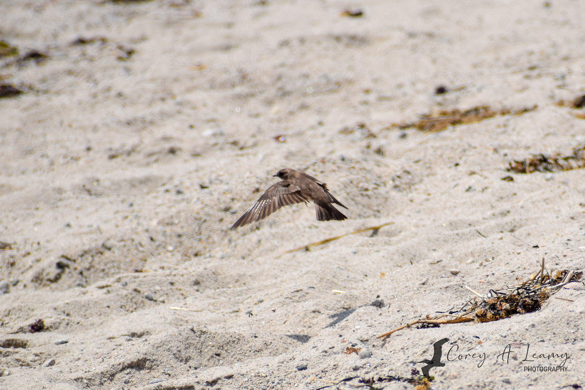 Northern Rough-winged Swallow - Corey Leamy