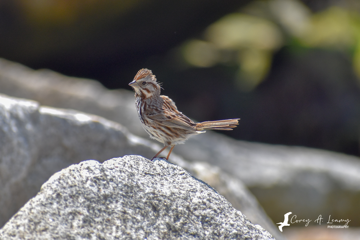 Song Sparrow - ML230164491