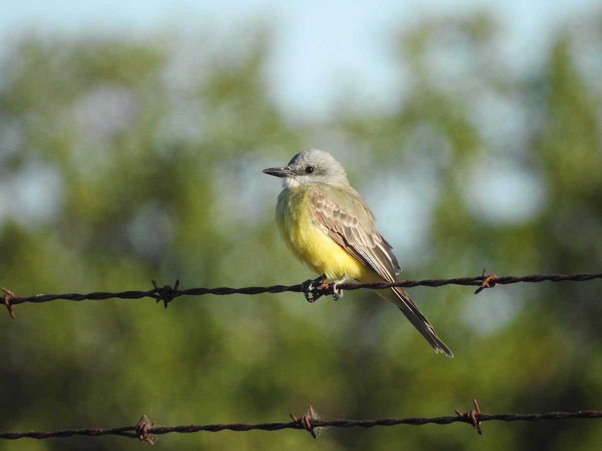 Tropical Kingbird - ML230165491