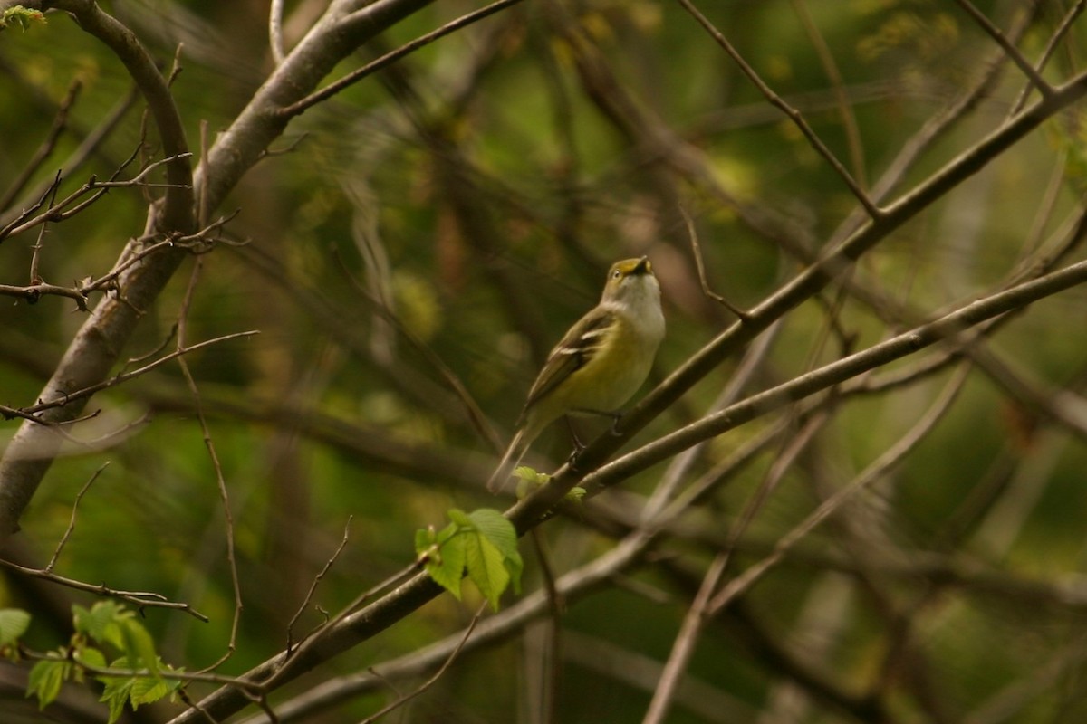 White-eyed Vireo - ML230166081