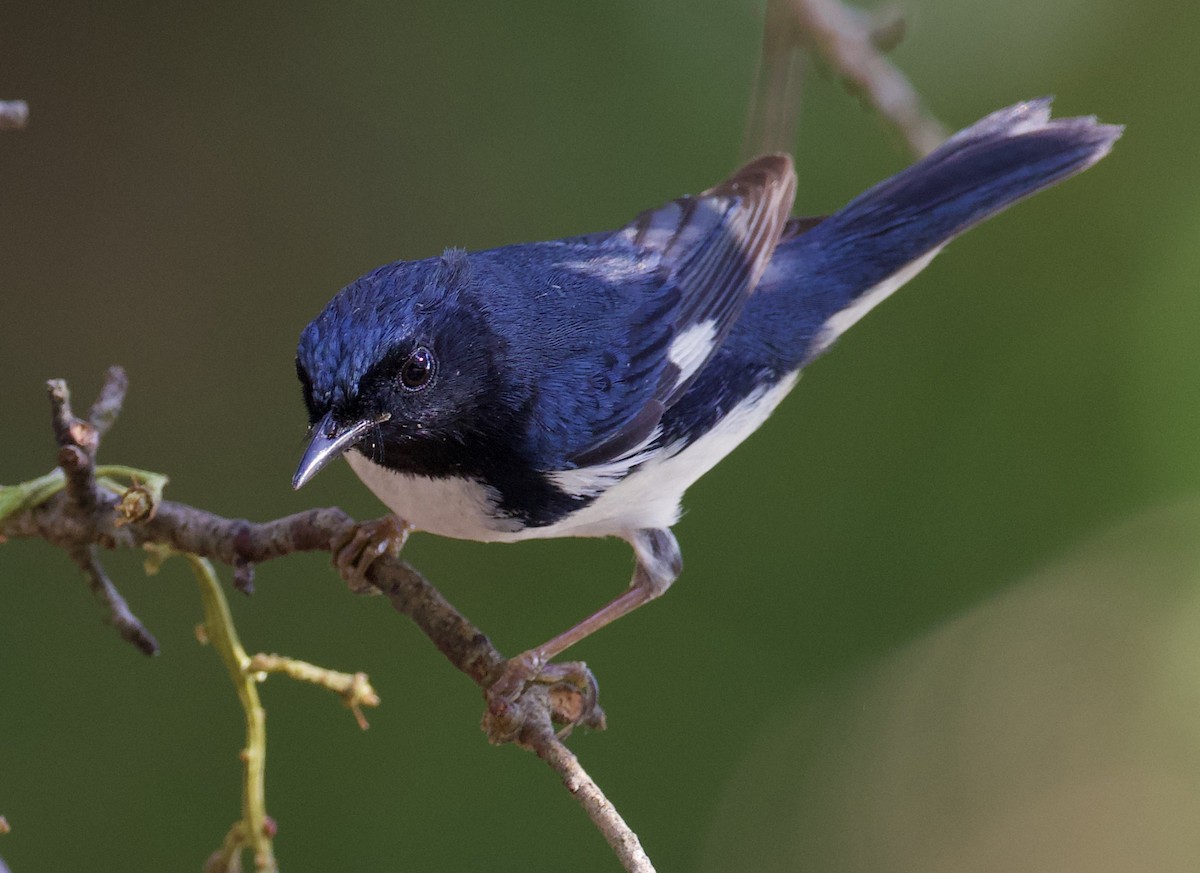 Black-throated Blue Warbler - Dave Allen