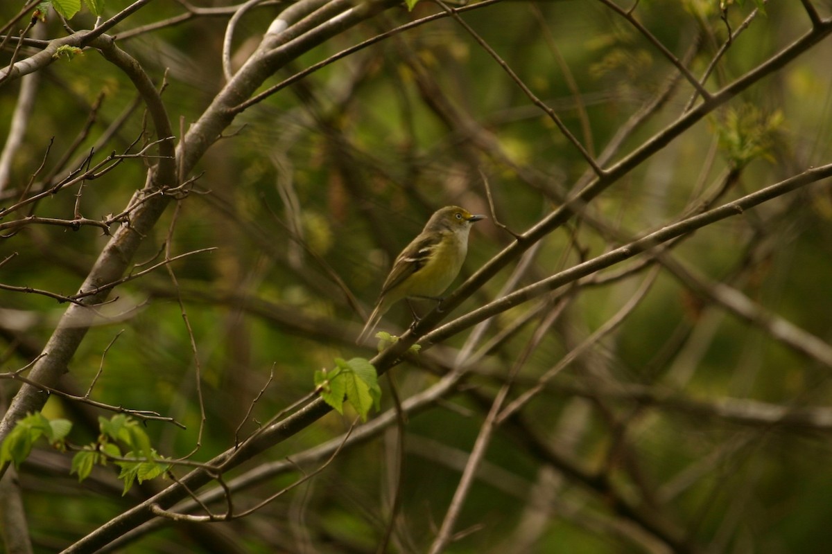 White-eyed Vireo - ML230166111