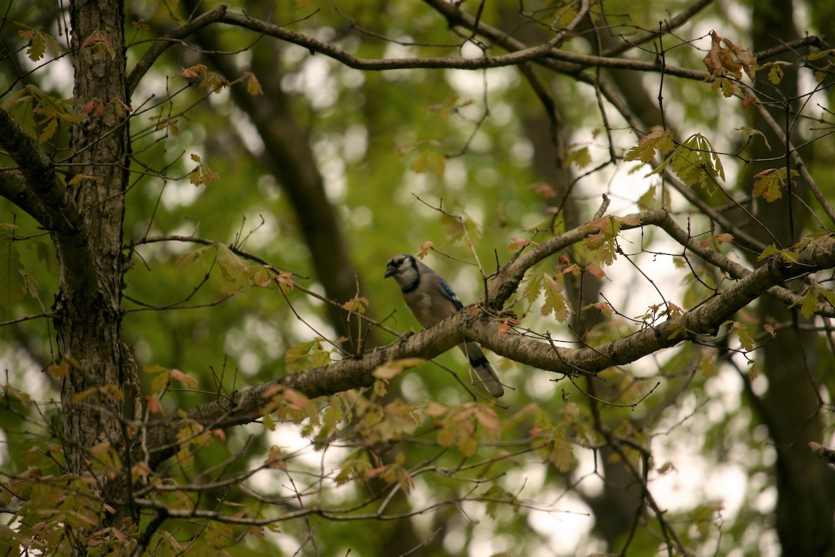 Blue Jay - ML230166951