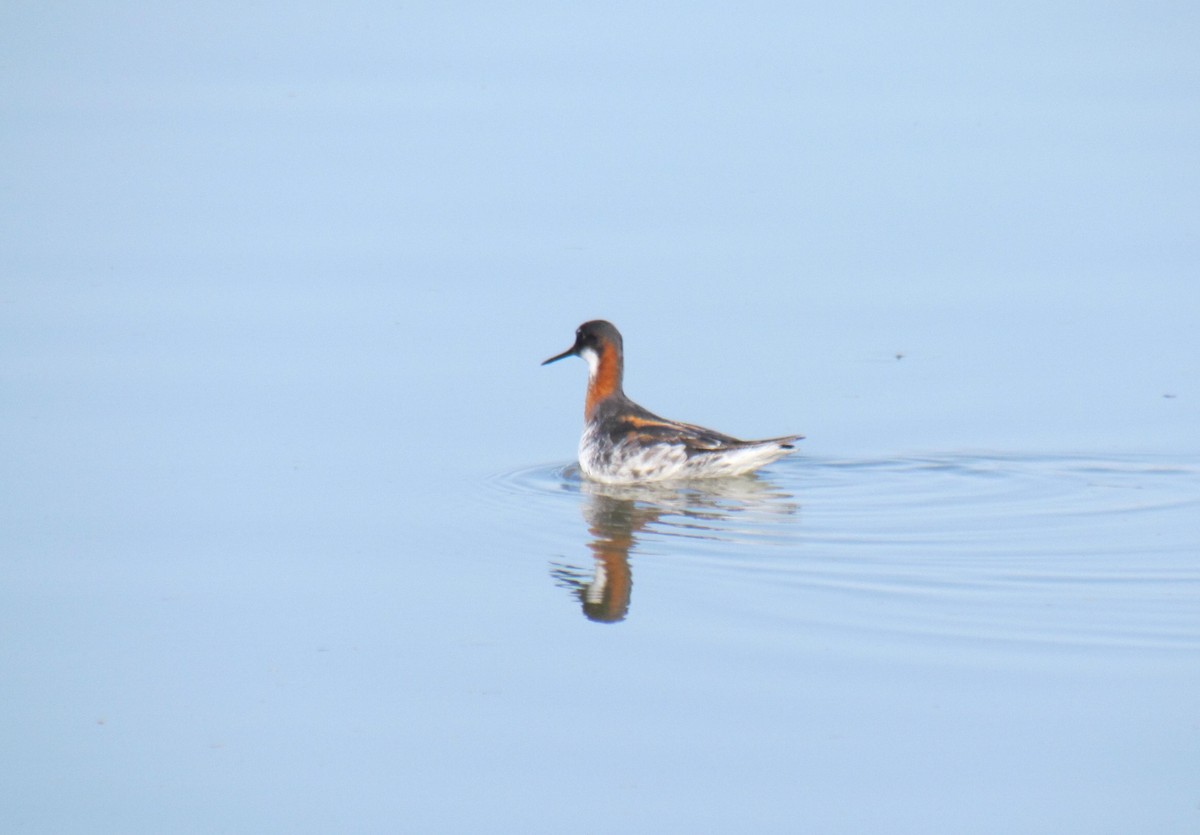 Red-necked Phalarope - ML230167321