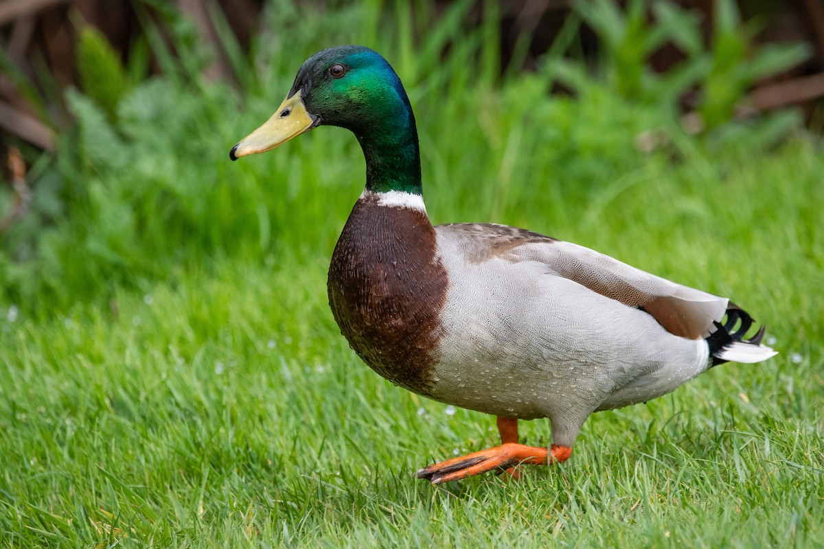 Canard colvert - ML230167401