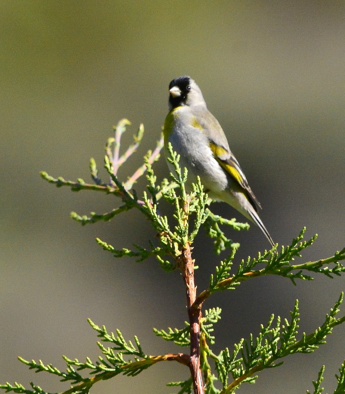 Lawrence's Goldfinch - ML230168421