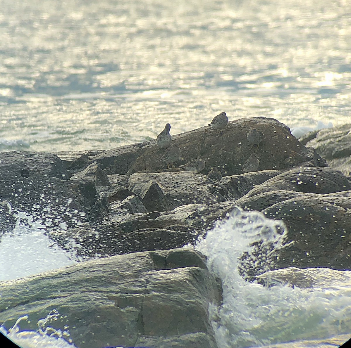 Purple Sandpiper - ML230168561